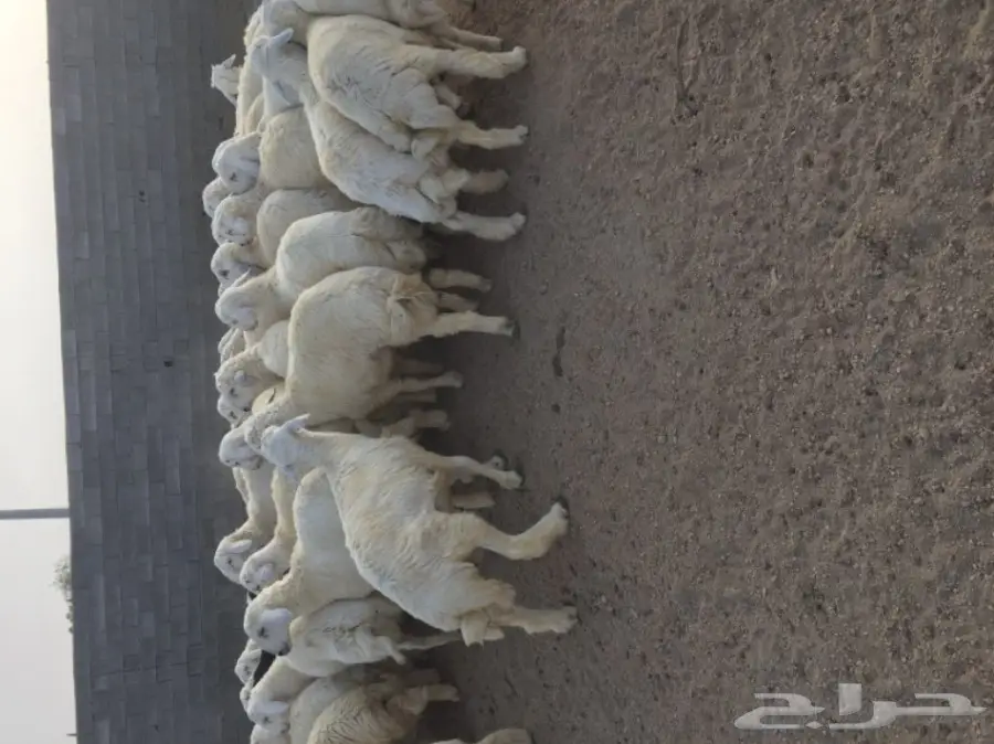 طليان حريات للبيع (image 3)