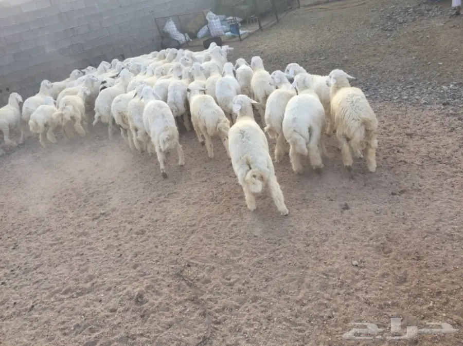 طليان حريات للبيع (image 6)