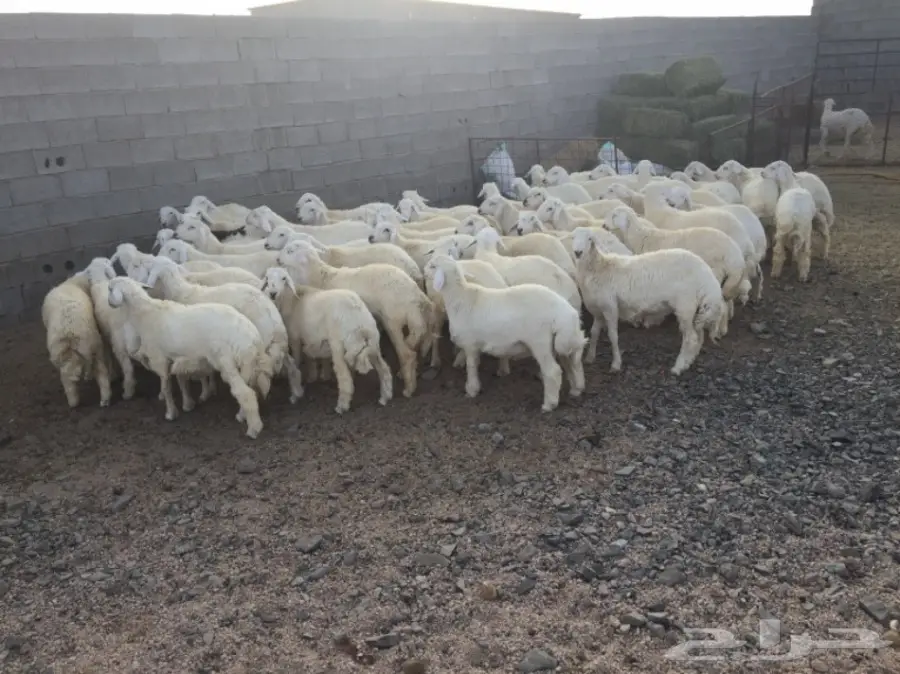 طليان حريات للبيع (image 8)