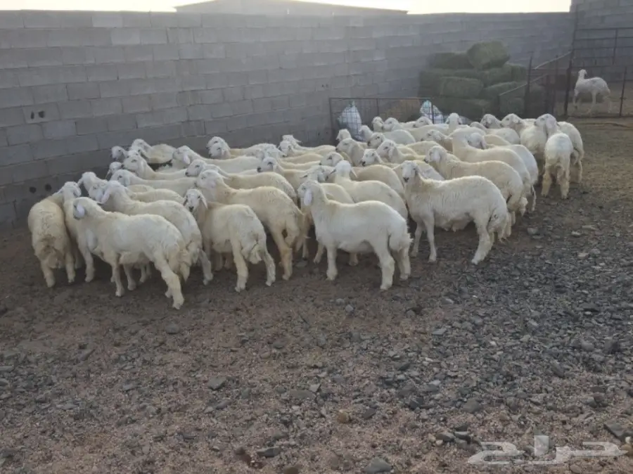 طليان حريات للبيع (image 9)