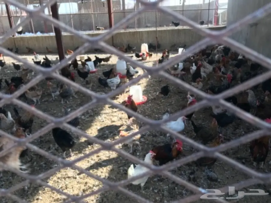 دجاج بياض بلدي وفيومي مشكل