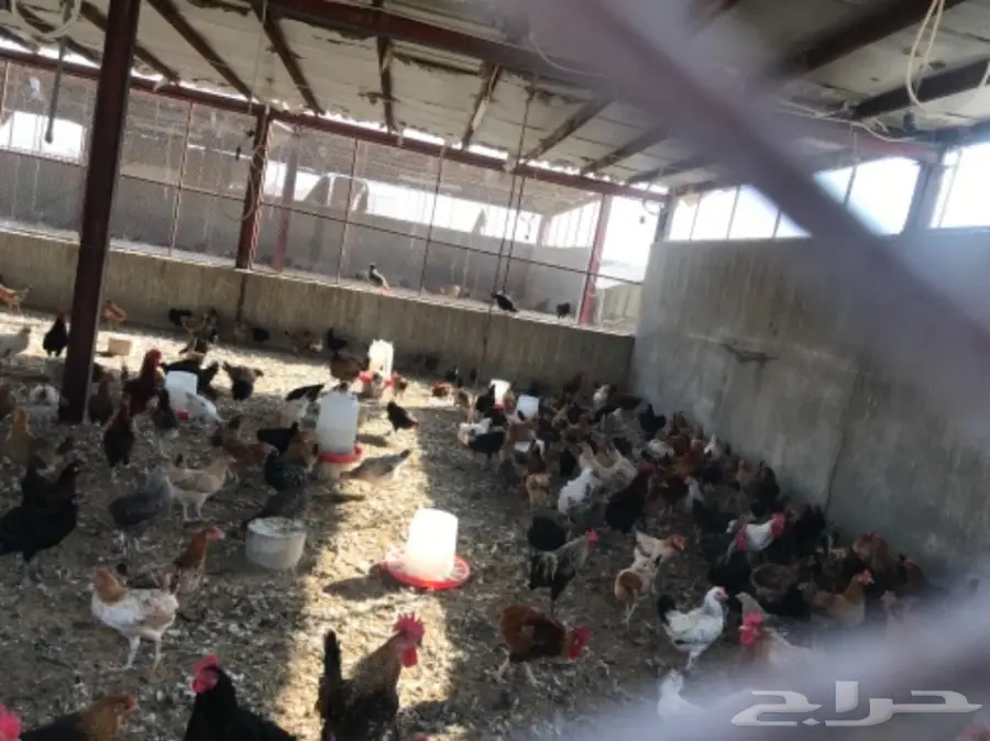 دجاج بياض بلدي وفيومي مشكل (image 3)