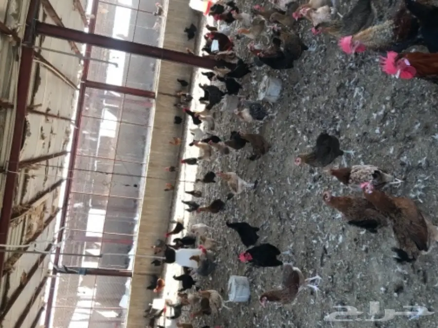 دجاج بياض بلدي وفيومي مشكل (image 5)