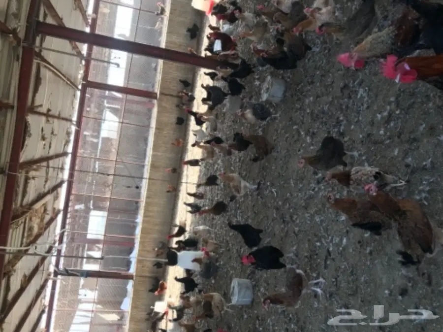 دجاج بياض بلدي وفيومي مشكل (image 6)