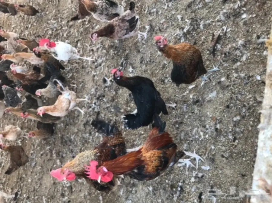 دجاج بياض بلدي وفيومي مشكل (image 7)