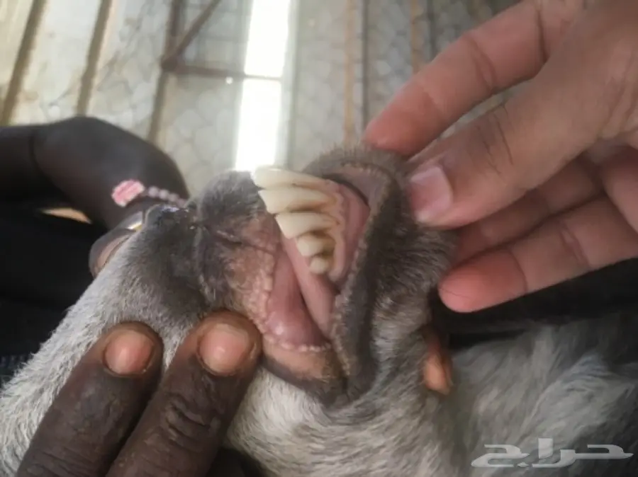 عنز سورية جرم 