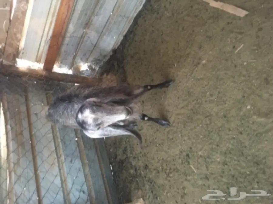 عنز سورية جرم  (image 1)