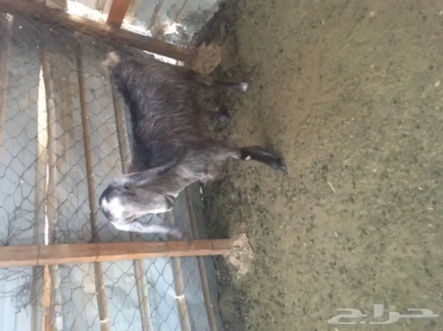 عنز سورية جرم  (image 2)