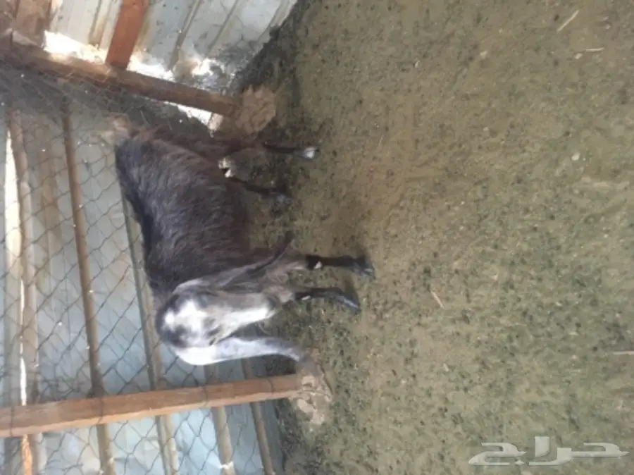 عنز سورية جرم  (image 3)