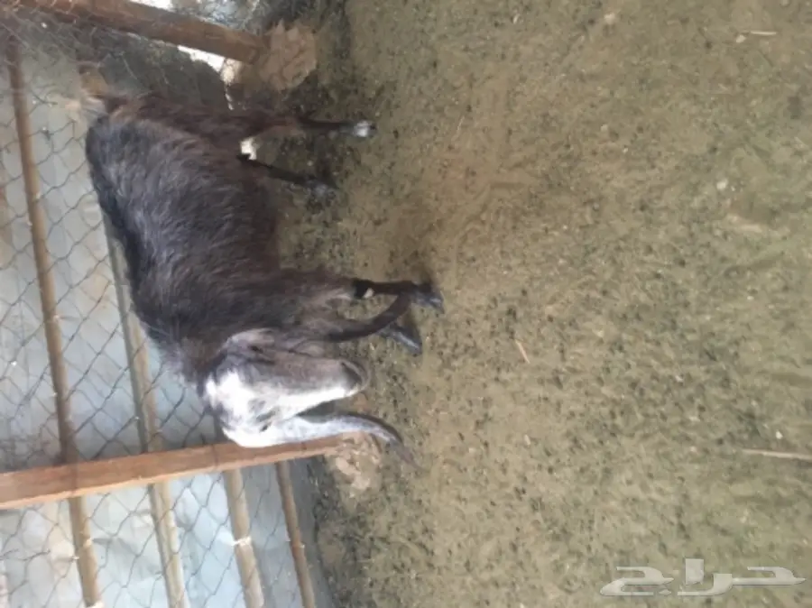 عنز سورية جرم  (image 4)