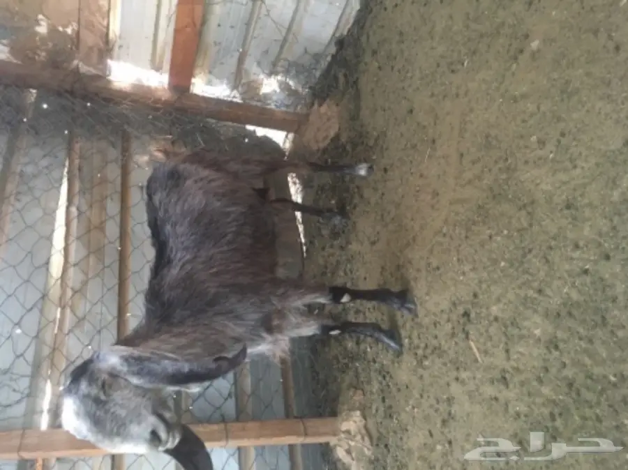 عنز سورية جرم  (image 5)