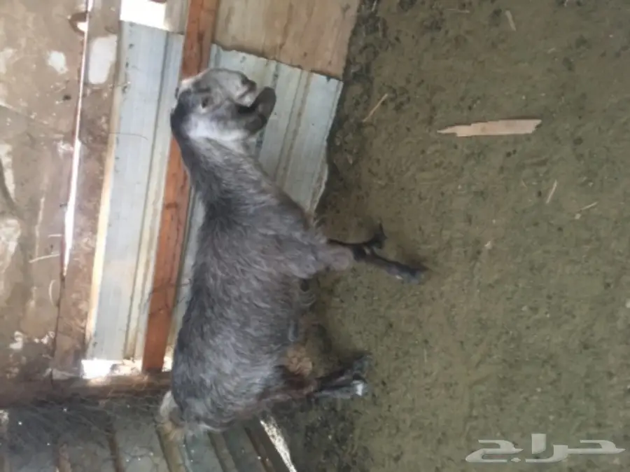 عنز سورية جرم  (image 6)