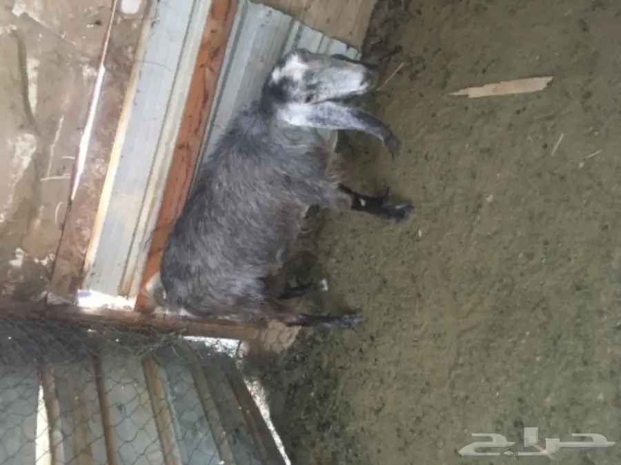 عنز سورية جرم  (image 7)