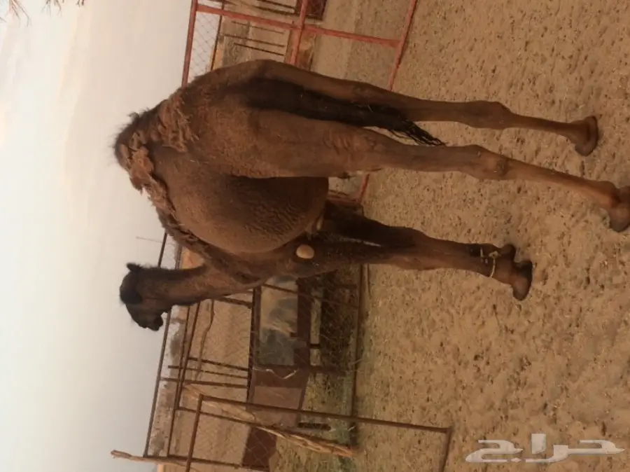 قعود للبيع (image 1)