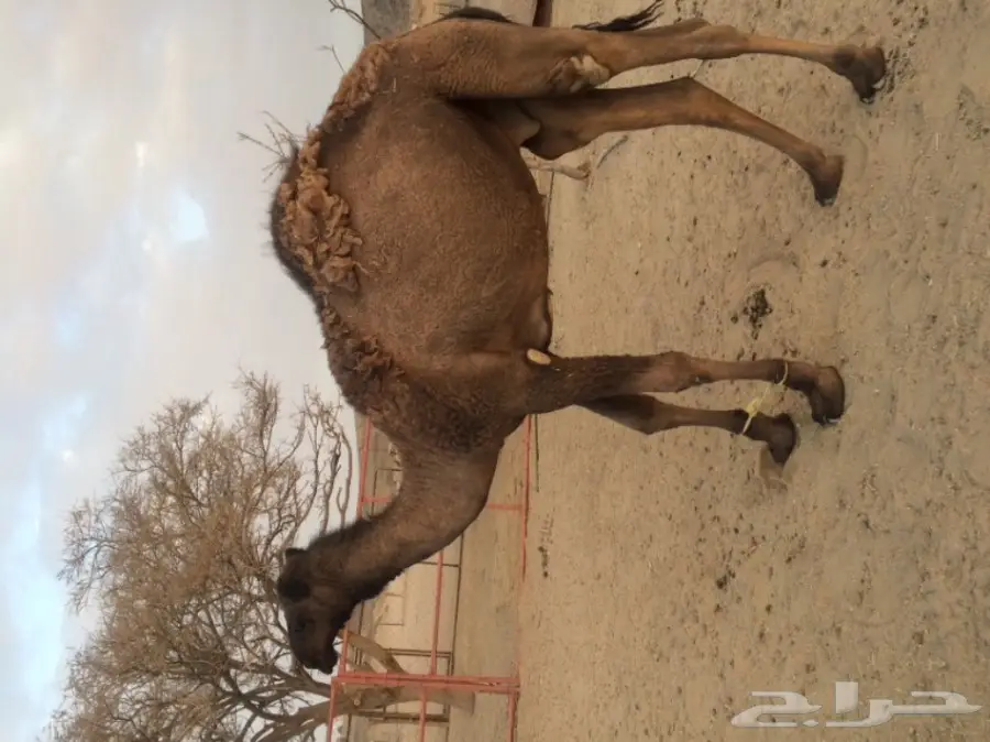 قعود للبيع (image 2)