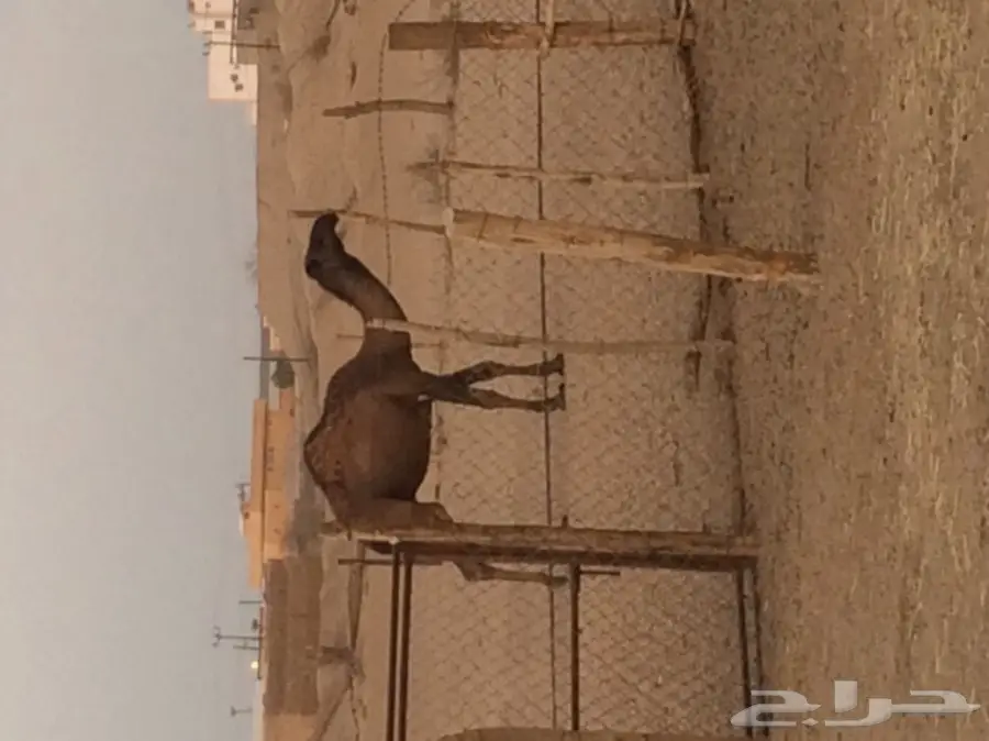 قعود للبيع (image 3)