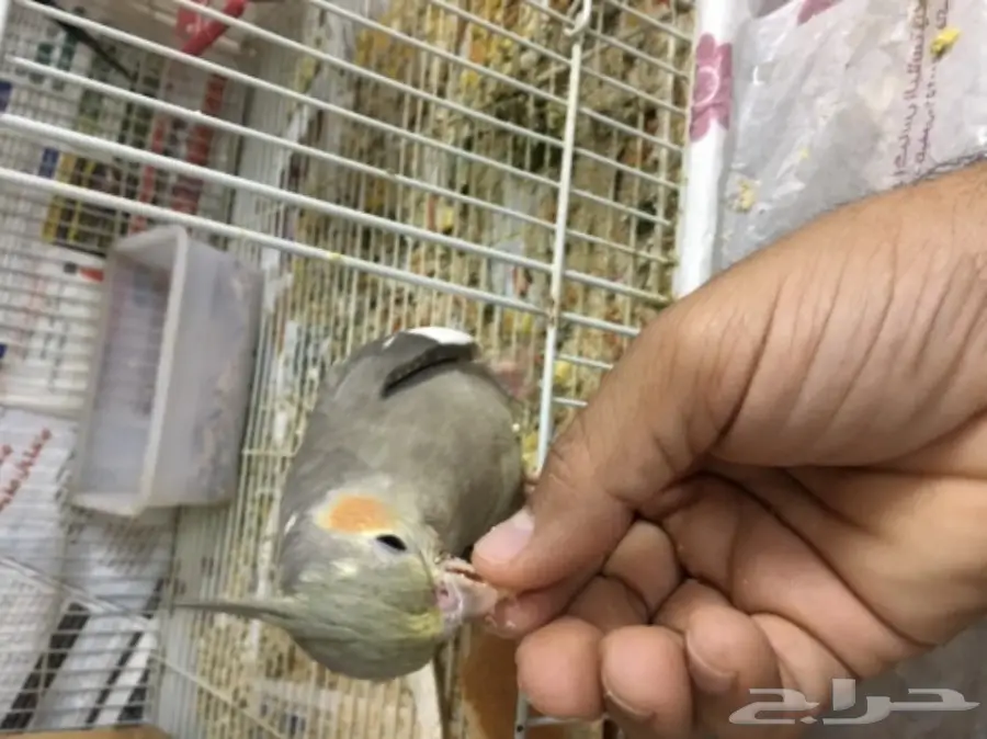 زوج كروان معه 4 فروخ  (image 2)