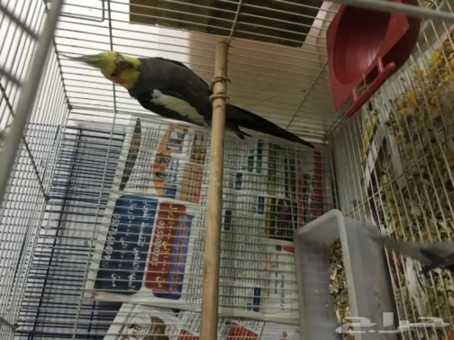 زوج كروان معه 4 فروخ  (image 3)