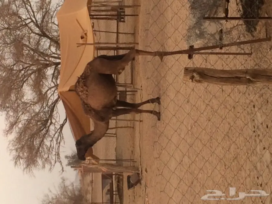 قعود للبيع (image 4)