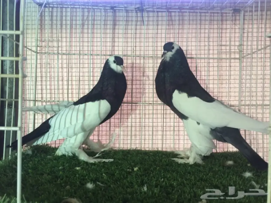 جوز نفاخ مسوبع  اسود 