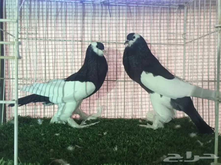 جوز نفاخ مسوبع  اسود  (image 1)