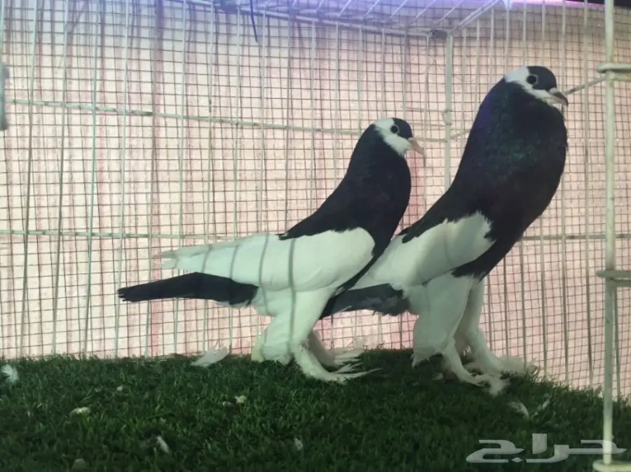 جوز نفاخ مسوبع  اسود  (image 2)