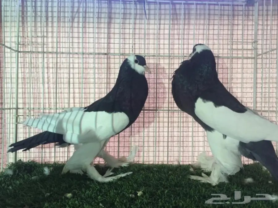 جوز نفاخ مسوبع  اسود  (image 3)