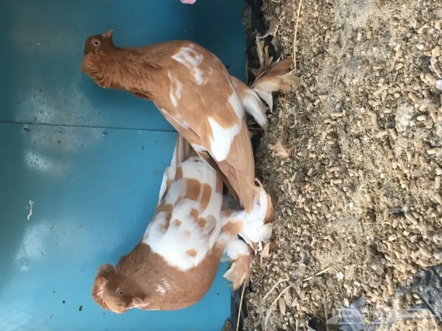 للبيع زوج عراقي فخم لون وحجم كبير ومنتج (image 5)