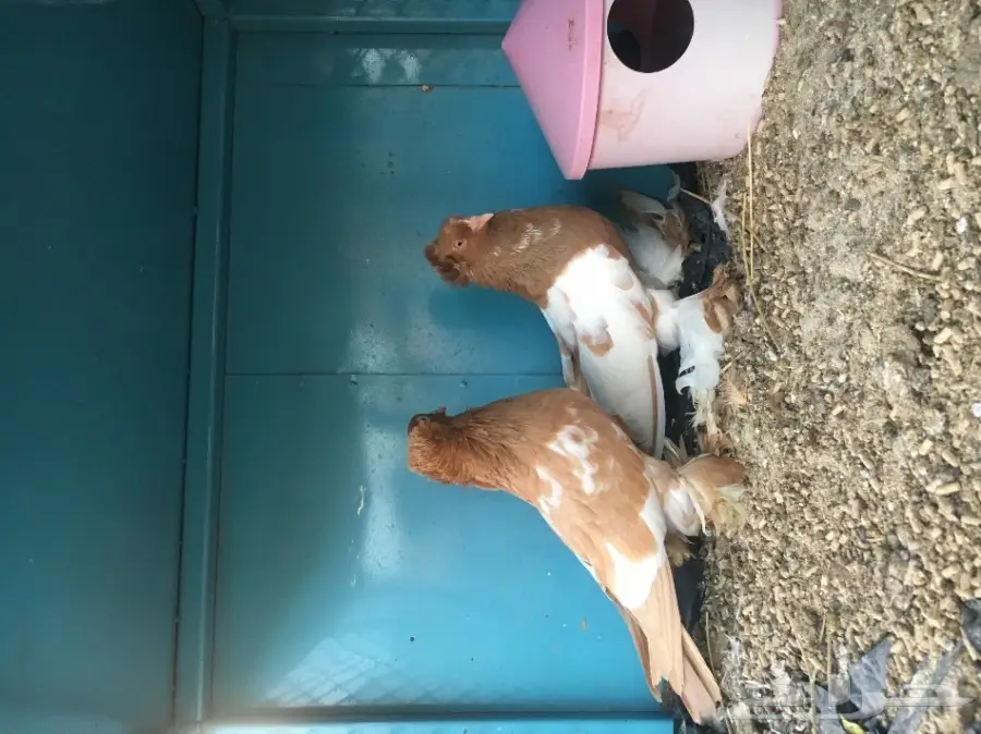 للبيع زوج عراقي فخم لون وحجم كبير ومنتج (image 8)