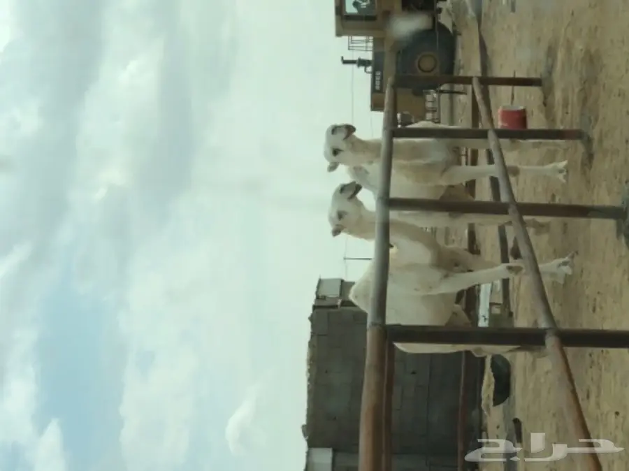 قعدان طيبه للبيع 