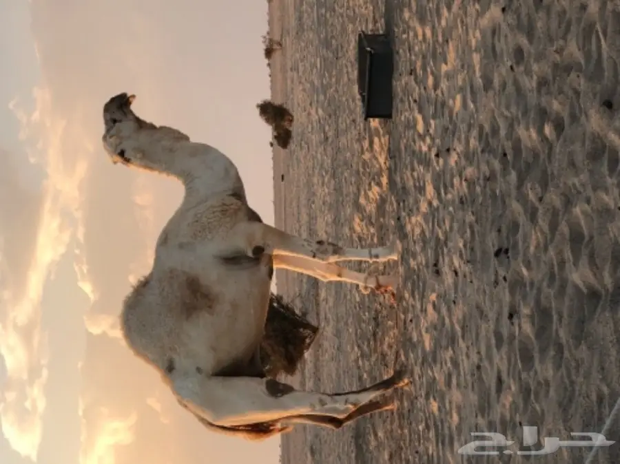 قعدان طيبه للبيع  (image 1)