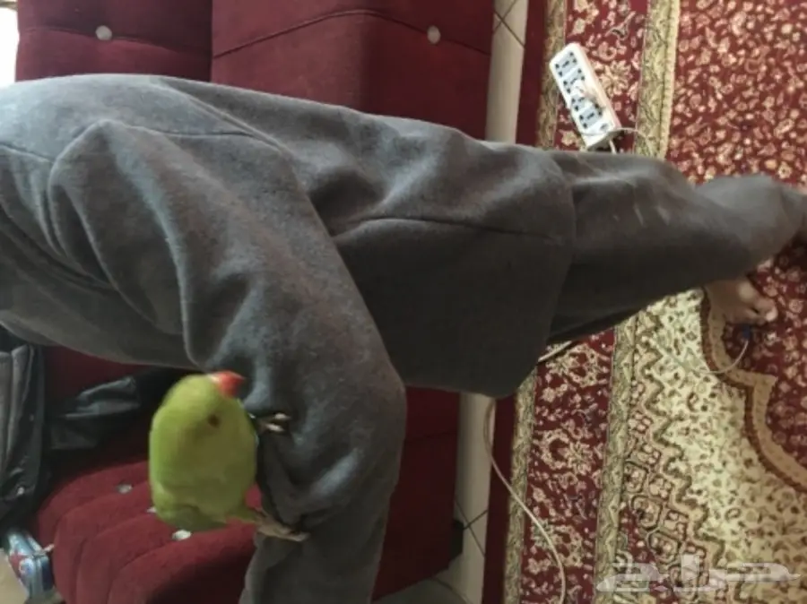 ببغاء دره للبيع 