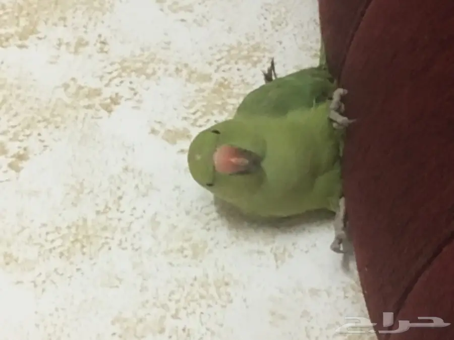 ببغاء دره للبيع - فرصة لا تُفوّت! (image 3)