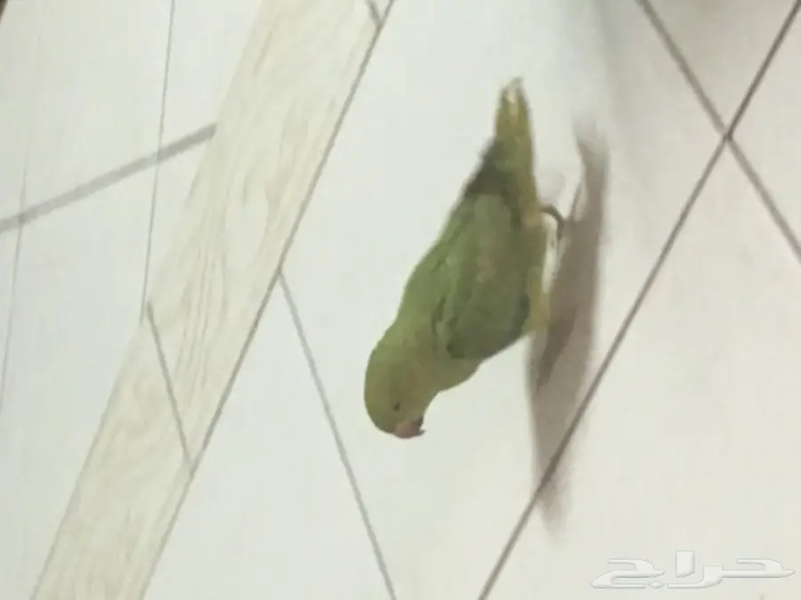 ببغاء دره للبيع - فرصة لا تُفوّت! (image 4)