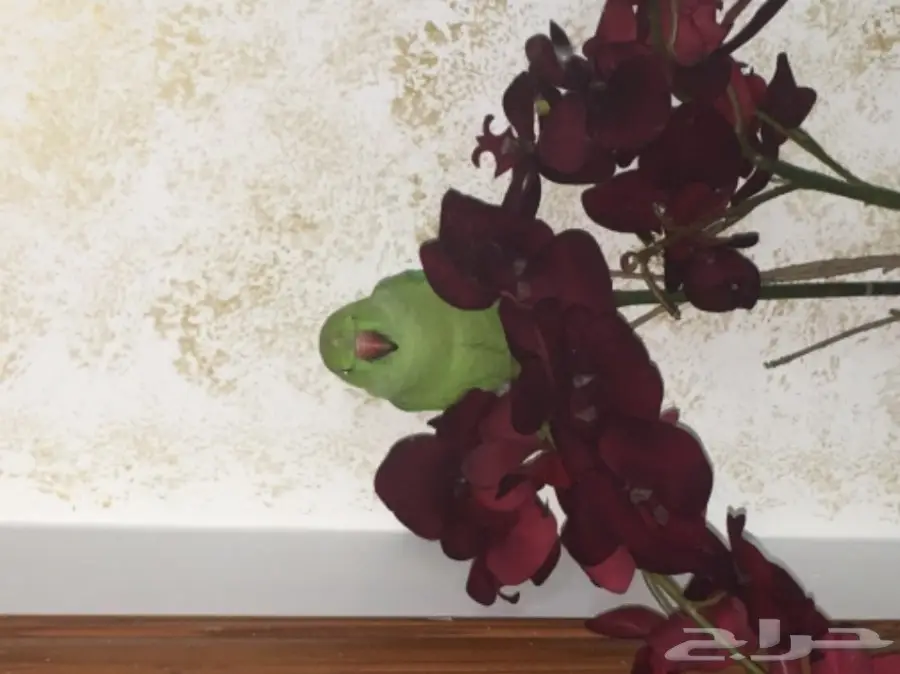 ببغاء دره للبيع - فرصة لا تُفوّت! (image 5)