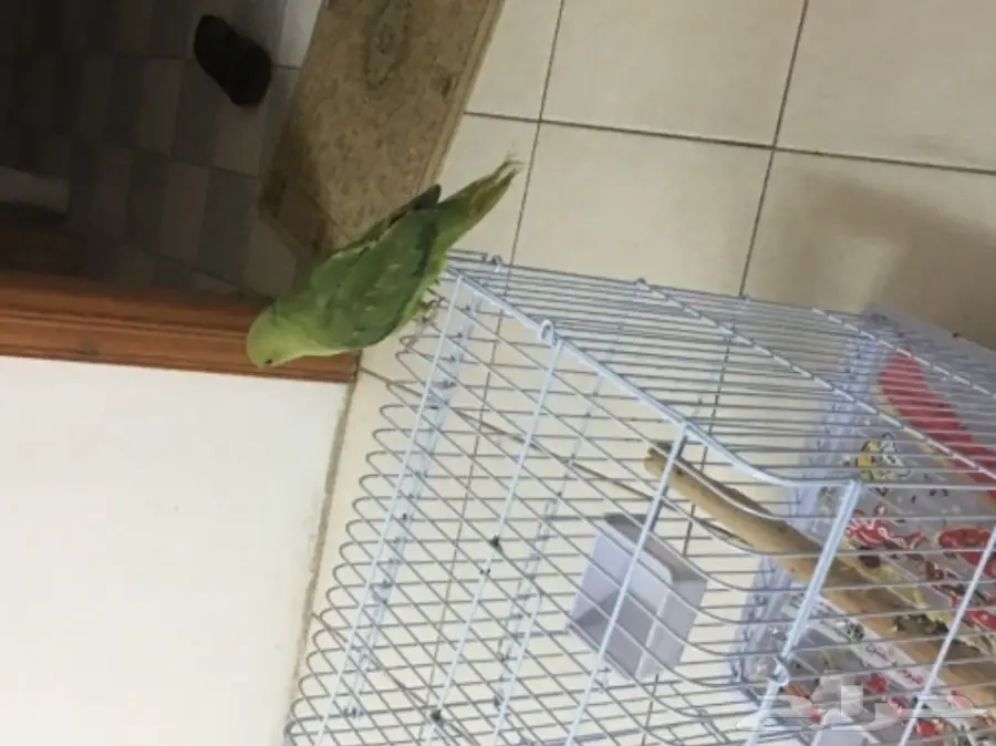 ببغاء دره للبيع - فرصة لا تُفوّت! (image 6)