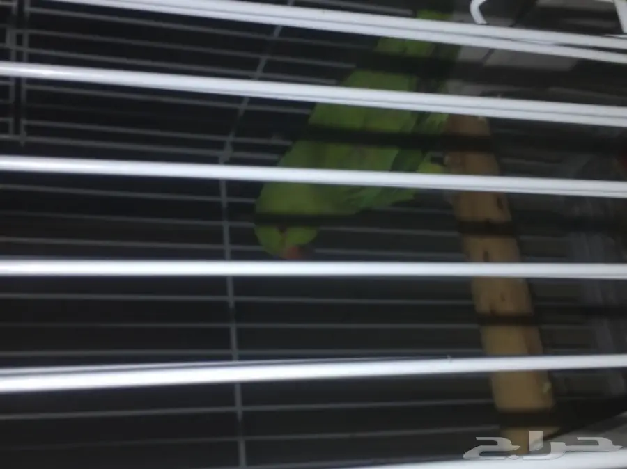 ببغاء دره للبيع - فرصة لا تُفوّت! (image 8)