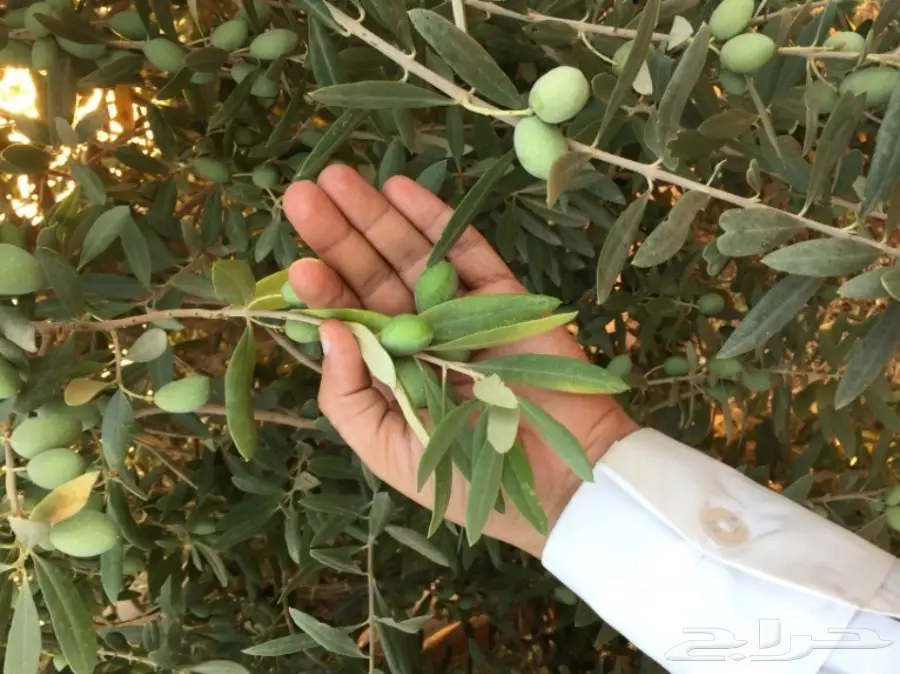 15-4-1439 زيت زيتون عصره اولى بكر على البارد