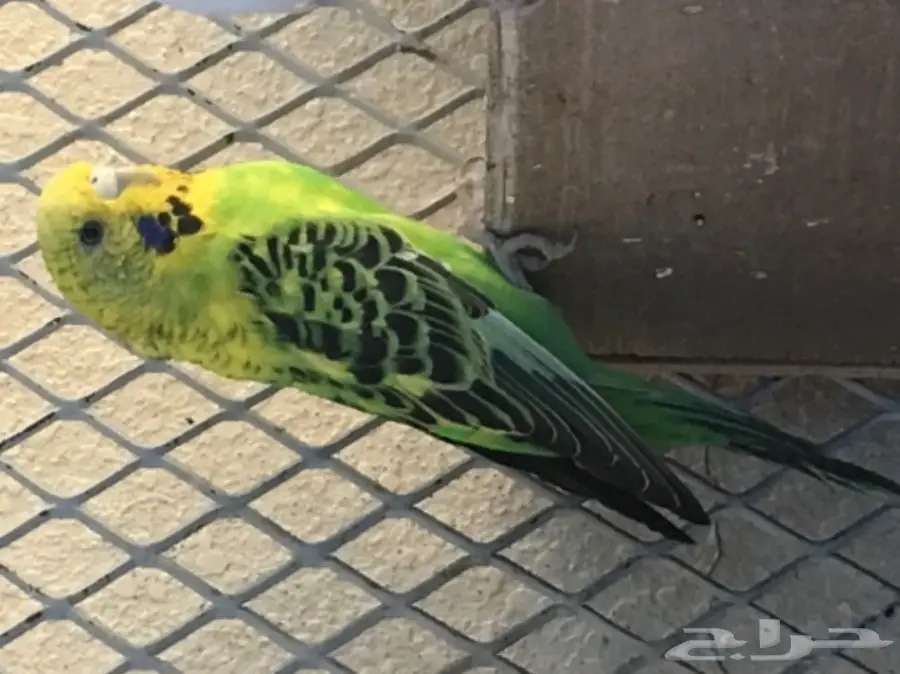 زوج هولندي جامبو معه فرخين