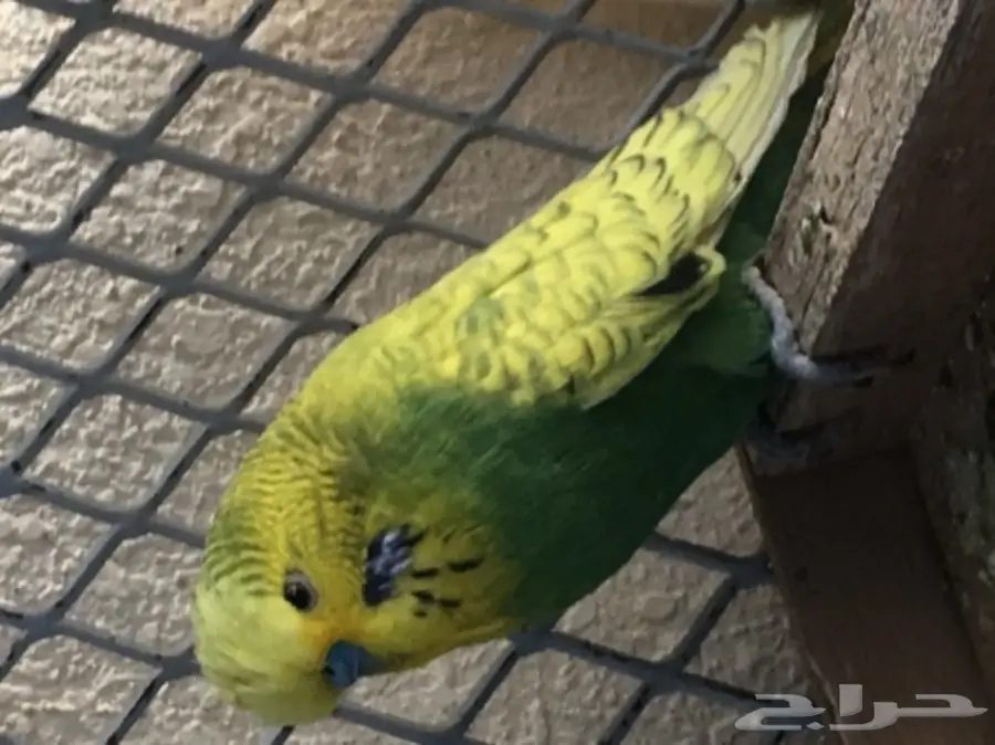 زوج هولندي جامبو معه فرخين (image 1)