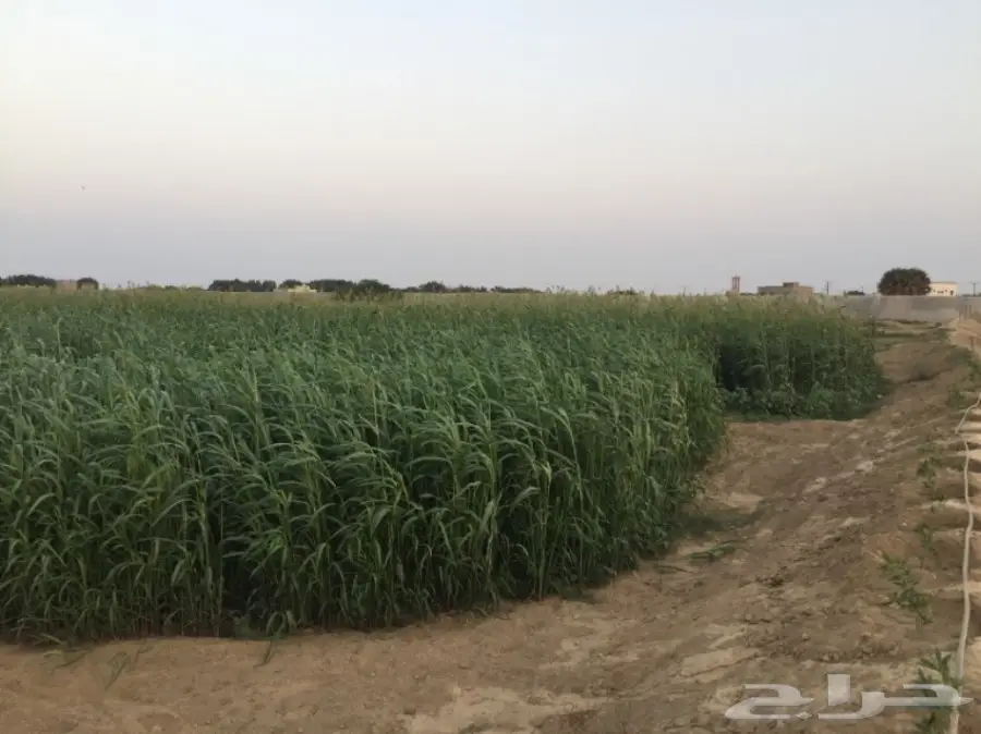 قصب اخضر ويابس للبيع 