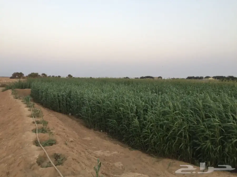 قصب اخضر ويابس للبيع  (image 1)