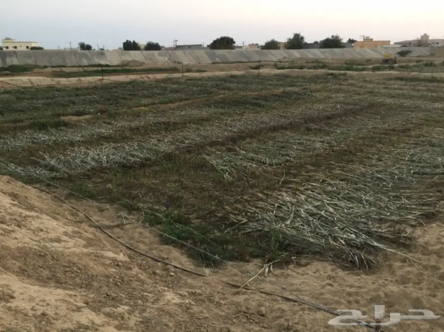 قصب اخضر ويابس للبيع  (image 4)