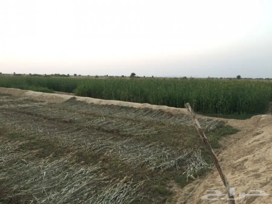 قصب اخضر ويابس للبيع  (image 6)