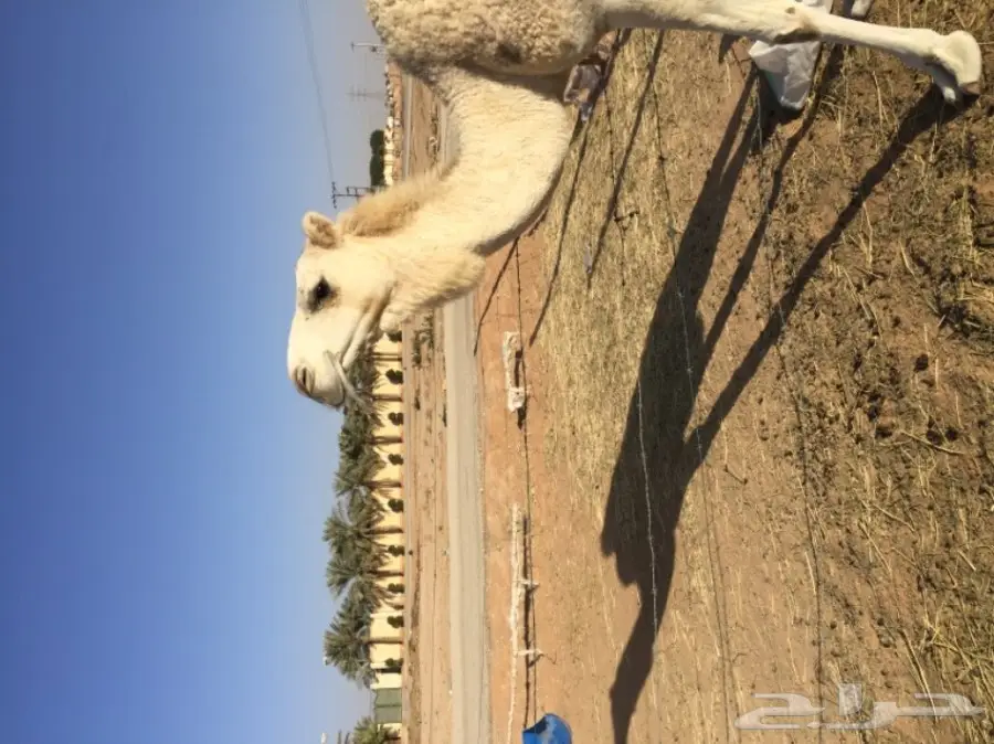 ناقه وضحا جذعه