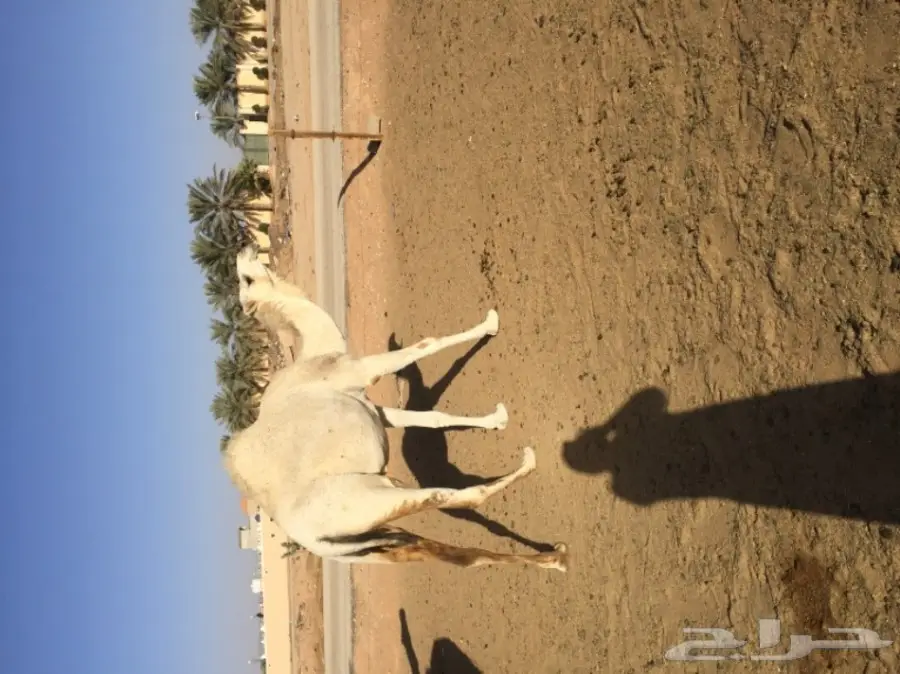 ناقه وضحا جذعه (image 1)