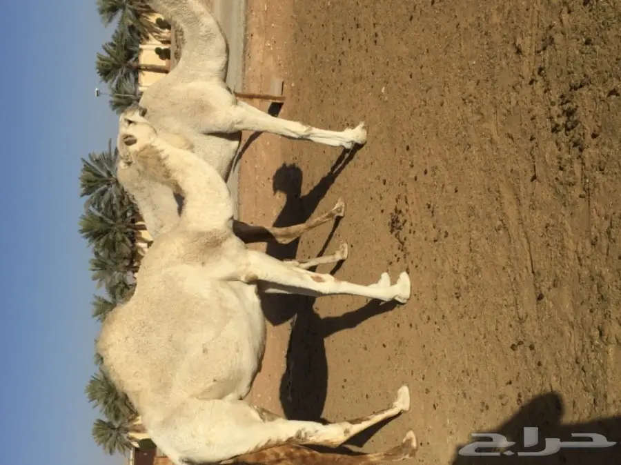 ناقه وضحا جذعه (image 2)