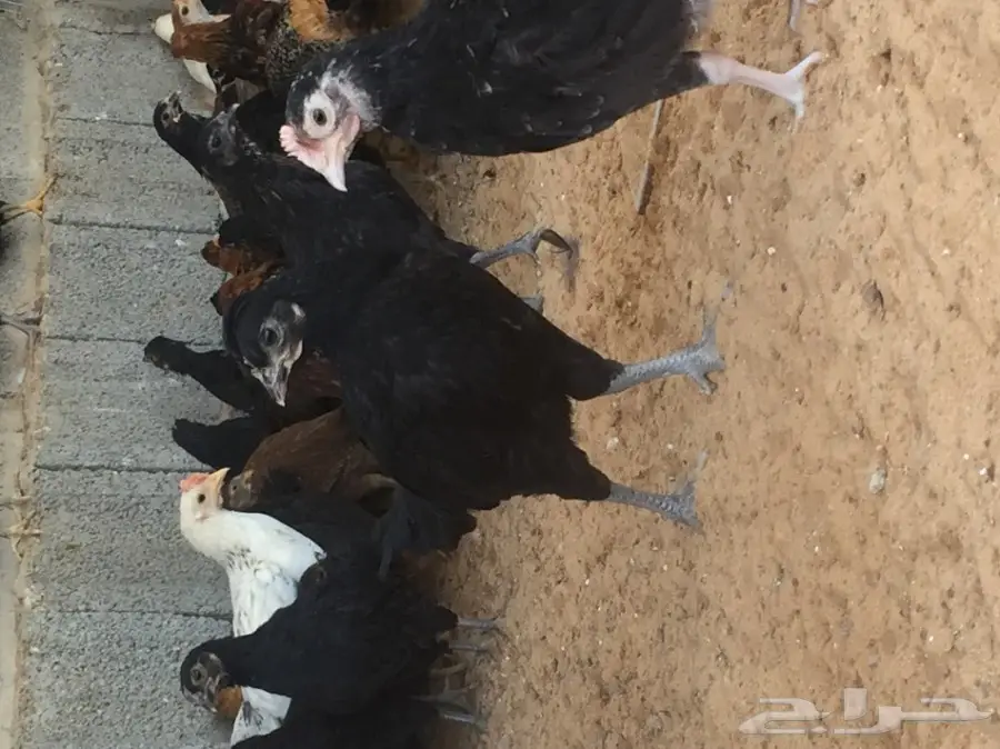 صوص دجاج بلدي (image 1)