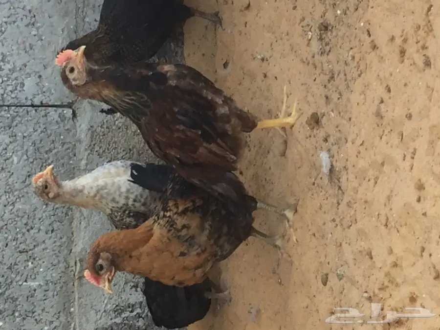 صوص دجاج بلدي (image 2)