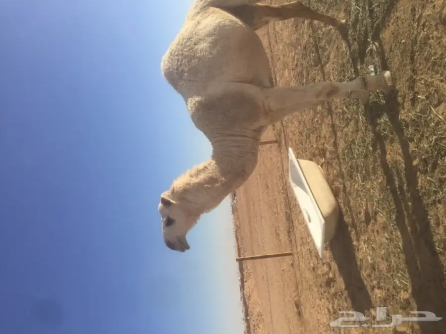 قعود قصب  (image 1)